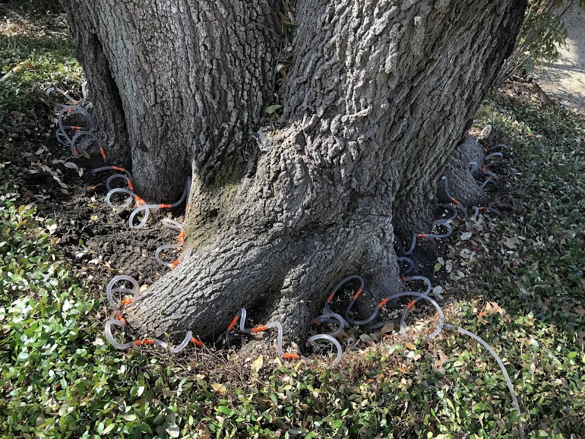 Detailed Tree Cabling and Bracing job site in Silver Spring