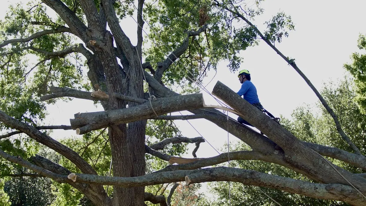 Professional Hazardous Tree Removal performed by certified arborists in Silver Spring