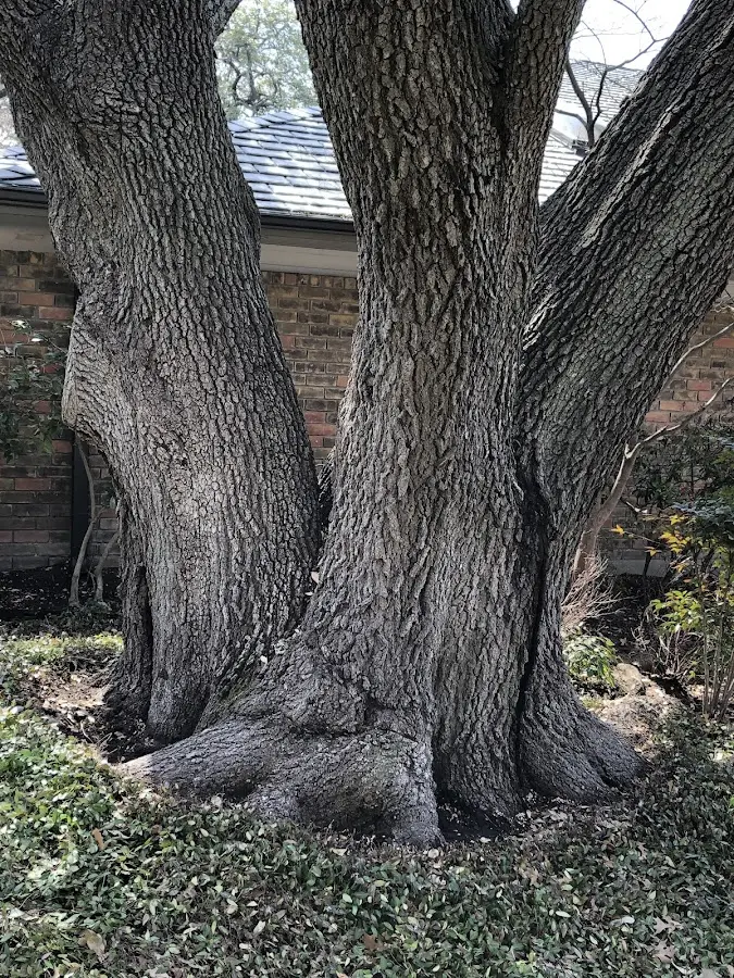 Mature heritage tree close to a Silver Spring property cared for by certified arborists